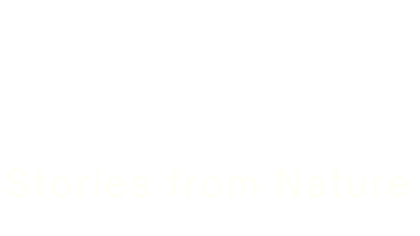 Horna